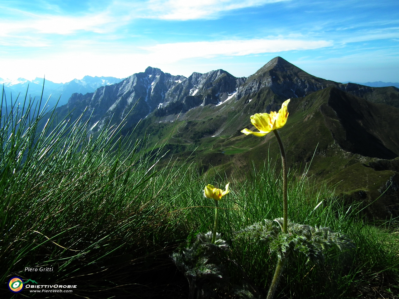 27 Pulsatilla sulfurea .JPG